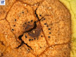 Attēlu rezultāti vaicājumam “Philonotis marchica sporophyte”