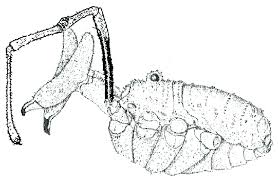 Attēlu rezultāti vaicājumam “Phalangium opilio”