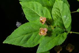 Attēlu rezultāti vaicājumam “Euonymus verrucosus leaf”