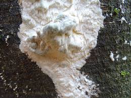 Attēlu rezultāti vaicājumam “Antrodia albida”