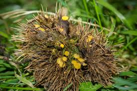 Attēlu rezultāti vaicājumam “Hymenoscyphus fructigenus var. coryli”