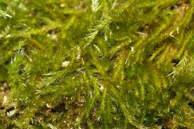 Attēlu rezultāti vaicājumam “Hypnum cupressiforme sporophyte”