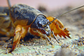 Attēlu rezultāti vaicājumam “Gryllotalpa gryllotalpa”