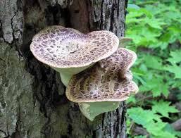 Attēlu rezultāti vaicājumam “Polyporus squamosus”