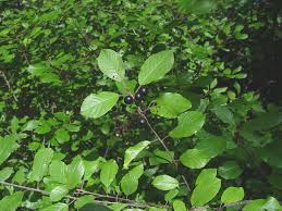 Attēlu rezultāti vaicājumam “Frangula alnus leaf”
