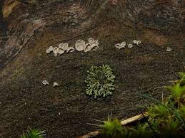 Attēlu rezultāti vaicājumam “Rimbachia neckerae”