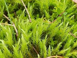 Attēlu rezultāti vaicājumam “Aulacomnium”