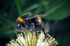 Attēlu rezultāti vaicājumam “Bombus terrestris”