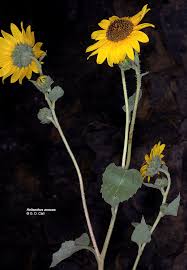 Image result for Helianthus annuus