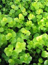 Image result for Lysimachia nummularia