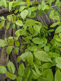Attēlu rezultāti vaicājumam “Juglans regia leaf”