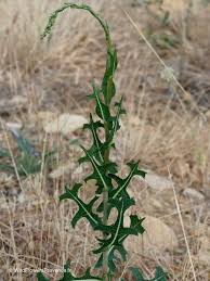 Attēlu rezultāti vaicājumam “Lactuca serriola”
