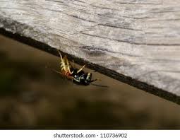 Attēlu rezultāti vaicājumam “Vespula rufa”