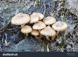 Attēlu rezultāti vaicājumam “Psathyrella lacrymabunda”