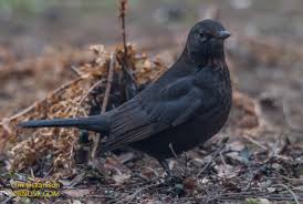 Attēlu rezultāti vaicājumam “Turdus merula male”