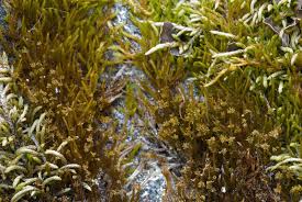 Attēlu rezultāti vaicājumam “Pseudoleskeella nervosa”