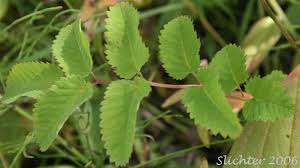 Attēlu rezultāti vaicājumam “Sanguisorba officinalis leaf”