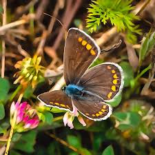 Attēlu rezultāti vaicājumam “Polyommatus icarus”