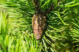 Attēlu rezultāti vaicājumam “Pinus sylvestris fruit”