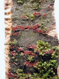 Attēlu rezultāti vaicājumam “Nectria sp., Neonectria sp.”