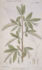 Attēlu rezultāti vaicājumam “Salix fragilis”