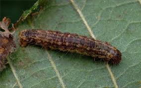 Attēlu rezultāti vaicājumam “Hydriomena impluviata”