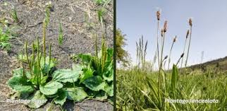 Attēlu rezultāti vaicājumam “Plantago media bud”