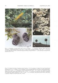 Attēlu rezultāti vaicājumam “Colloderma oculatum sessile”