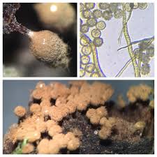 Attēlu rezultāti vaicājumam “Trichia botrytis spores”