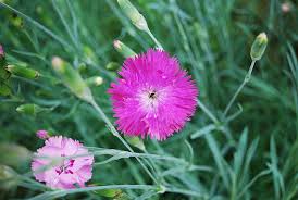 Attēlu rezultāti vaicājumam “Dianthus deltoides flower”
