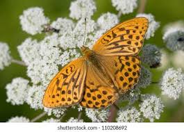 Attēlu rezultāti vaicājumam “Argynnis paphia male”