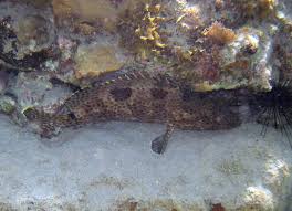 Image result for Epinephelus adscensionis