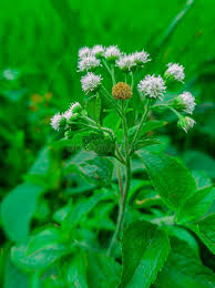 Image result for Ageratum conyzoides