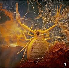 Attēlu rezultāti vaicājumam “Poecilochirus sp.”