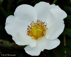 Attēlu rezultāti vaicājumam “Xylita laevigata”