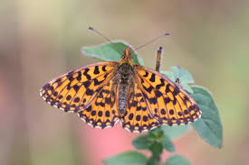 Attēlu rezultāti vaicājumam “Boloria dia”