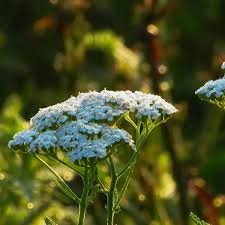 Image result for Achillea Ptarmica