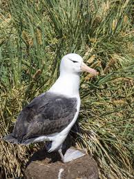 Image result for Thalassarche melanophris