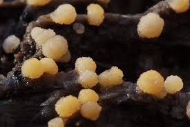 Attēlu rezultāti vaicājumam “Bactridium flavum”