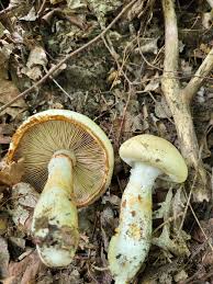 Attēlu rezultāti vaicājumam “Craterium aureonucleatum young”