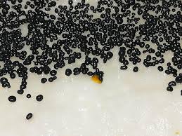 Attēlu rezultāti vaicājumam “Badhamia capsulifera”