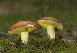 Attēlu rezultāti vaicājumam “Suillus granulatus”