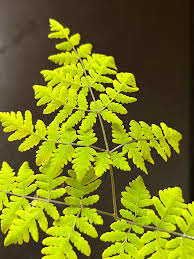 Attēlu rezultāti vaicājumam “Gymnocarpium robertianum”