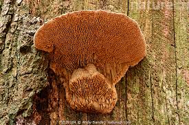 Attēlu rezultāti vaicājumam “Daedalea quercina”