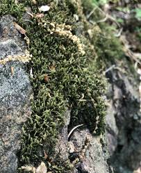 Attēlu rezultāti vaicājumam “Hedwigia ciliata sporophyte”