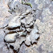 Attēlu rezultāti vaicājumam “Dermatocarpon luridum”