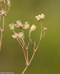 Attēlu rezultāti vaicājumam “Gypsophila fastigiata flower”