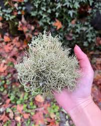 Attēlu rezultāti vaicājumam “Usnea subfloridana”