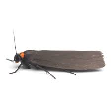 Attēlu rezultāti vaicājumam “Atolmis rubricollis”