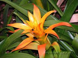 Картинки по запросу гусмания